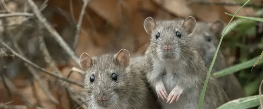 Rats