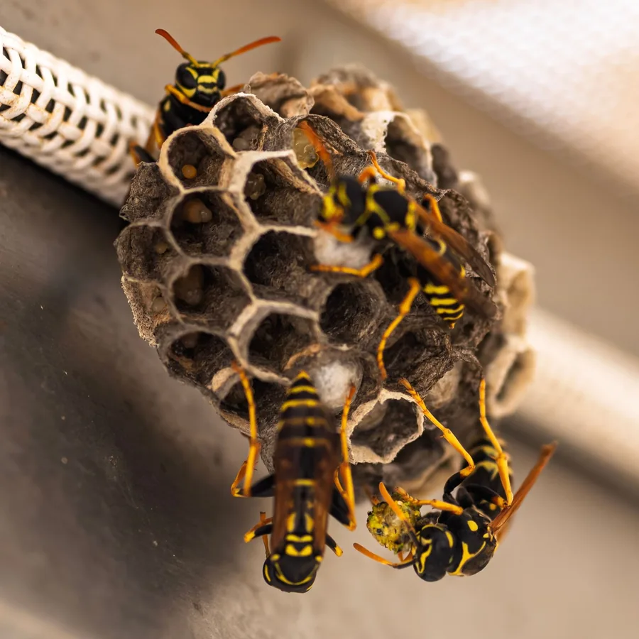 Wasps & Hornets
