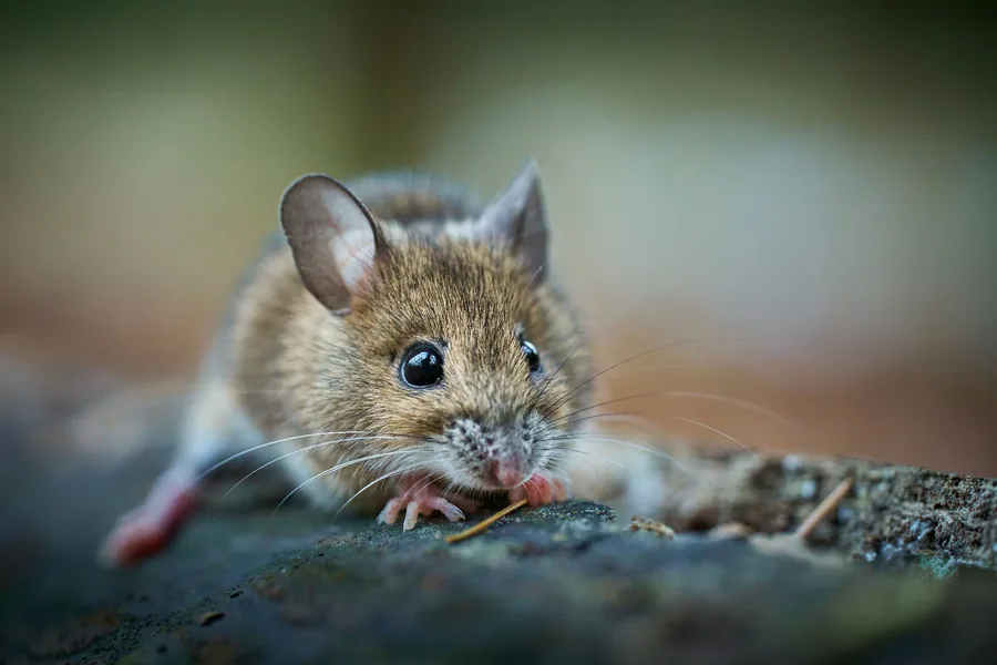 Mice