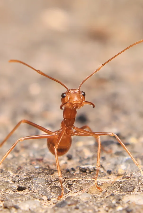 Ants