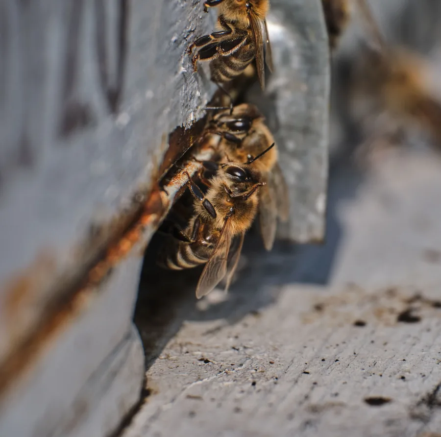 Bees