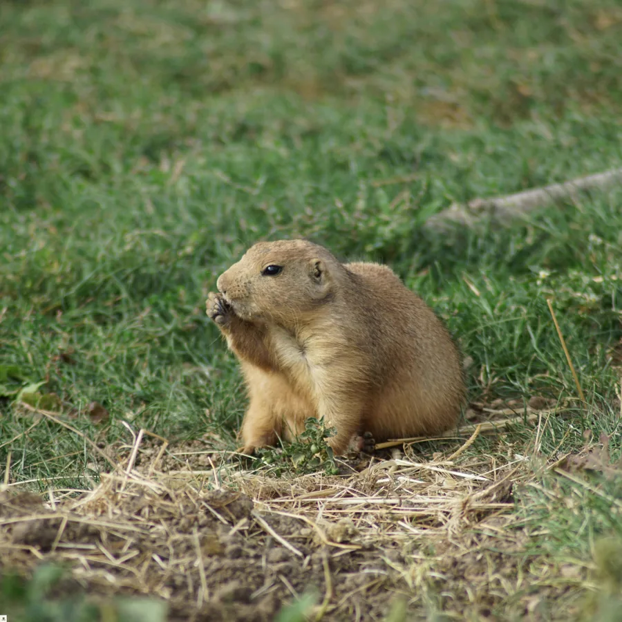 Gophers