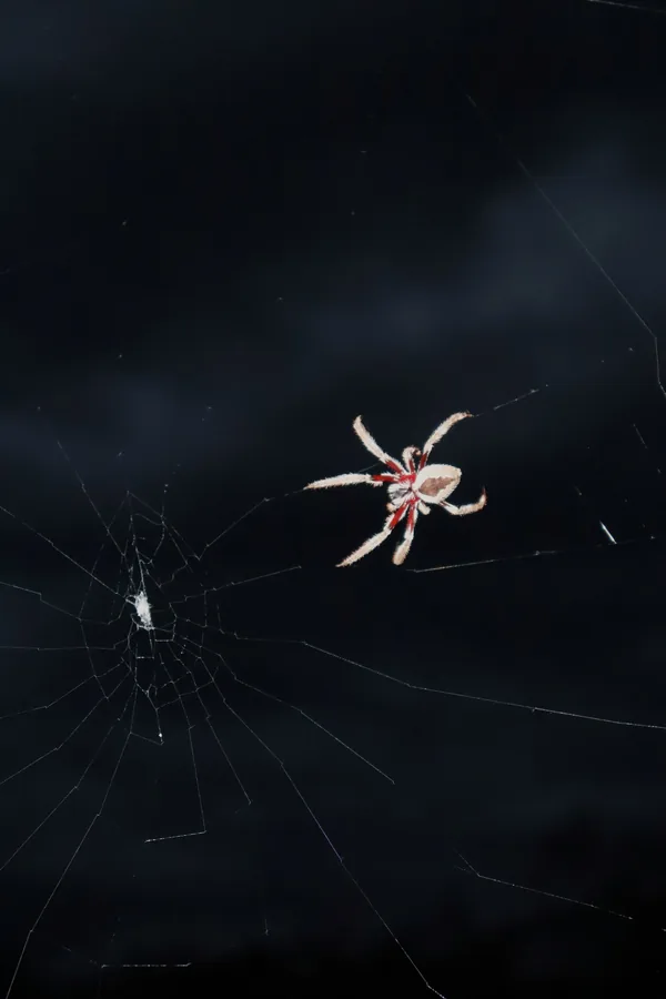 Spiders